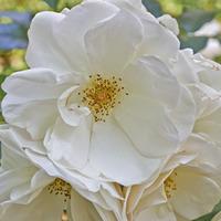 rose rugosa alba species shrub rose large plant 2 rose plants in 35 li ...