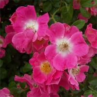 Rose \'American Pillar\' - 2 bare root rose plants