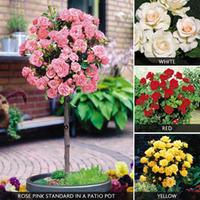 Rose Standard Collection (70cm stem) - 4 standard (70cm stem) bare root roses - 1 of each variety