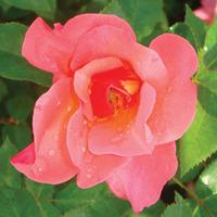 Rose \'Easy Elegance Centennial\' (Shrub Rose) (Large Plant) - 1 rose plant in 3 litre pot