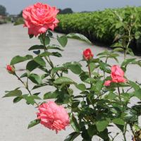 Rose \'Easy Elegance Salmon Impressionist\' (Shrub Rose) (Large Plant) - 2 rose plants in 3 litre pots