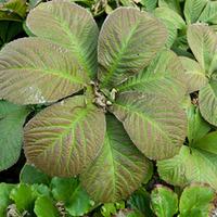 Rodgersia aesculifolia (Large Plant) - 2 rodgersia aesculifolia plants in 1 litre pots