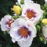 Rose \'Blue Eyes\' - 1 bare root rose plant