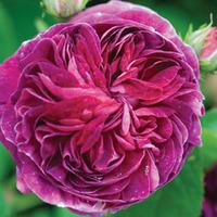 Rose \'Scented Double Purple\' - 1 bare root rose plant