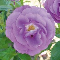 Rose \'Blue for You\' - 2 bare root rose plants