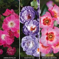 Rose \'Elegance Collection\' - 3 bare root rose plants - 1 of each variety