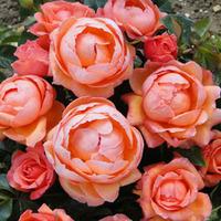 Rose \'Lady Marmalade\' - 2 bare root rose plants