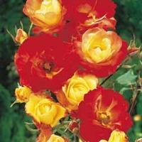 Rose \'Masquerade\' - 2 bare root rose plants