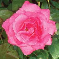 Rose \'Easy Elegance Grandma\'s Blessing\' (Shrub Rose) (Large Plant) - 1 rose plant in 3 litre pot