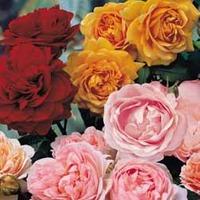 Rose \'Three Scented Doubles Collection\' - 3 bare root rose plants - 1 of each variety