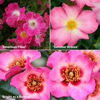 rose collection 3 bare root rose plants 1 of each variety