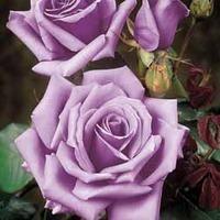 Rose \'Blue Moon\' - 2 bare root rose plants