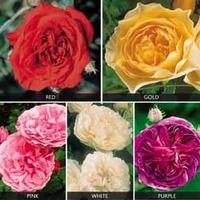 Rose \'Five Scented Doubles Collection\' - 5 bare root rose plants - 1 of each variety