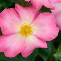 Rose \'Summer Breeze\' - 1 bare root rose plant