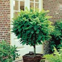 Robinia (Standard) - 1 robinia plant in 3 litre pot