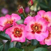 Rose \'Bright as a Button\' - 1 bare root rose plant