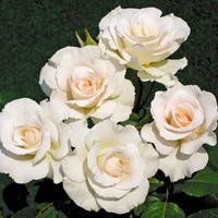 rose standard white 70cm stem 1 standard 70cm stem bare root rose