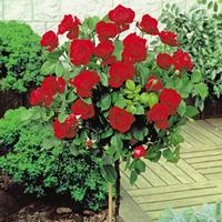 rose standard red 70cm stem 1 standard 70cm stem bare root rose