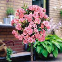 rose standard pink 70cm stem 1 standard 70cm stem bare root rose