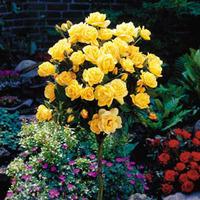 rose standard yellow 70cm stem 1 standard 70cm stem bare root rose