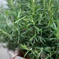 Rosemary (Seeds) - 1 packet (70 rosemary seeds)