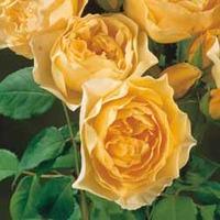 Rose \'Breeder\'s Choice Gold\' - 1 bare root rose plant