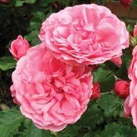 Rose \'Breeder\'s Choice Pink\' - 1 bare root rose plant