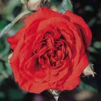 Rose \'Breeder\'s Choice Red\' - 1 bare root rose plant