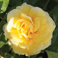 Rose \'Easy Elegance Yellow Brick\' (Shrub Rose) (Large Plant) - 1 rose plant in 3 litre pot