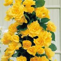 Rose \'Golden Showers\' - 2 bare root rose plants