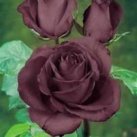 Rose \'Black Baccara\' - 1 bare root rose plant