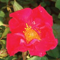 Rose \'Easy Elegance Great Wall\' (Shrub Rose) (Large Plant) - 1 rose plant in 3 litre pot