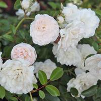 Rose \'Sea Foam\' (Shrub Rose) (Large Plant) - 1 plant in 3.5 litre pot