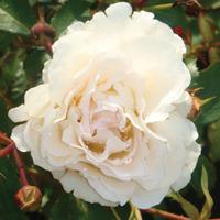 Rose \'Easy Elegance Snowdrift\' (Shrub Rose) (Large Plant) - 2 rose plants in 3 litre pots