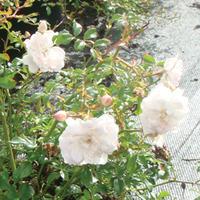 Rose \'White Fairy\' (Polyantha) (Large Plant) - 2 rose plants in 3.5 litre pots