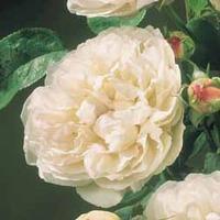 Rose \'Scented Doubles White\' - 1 bare root rose plant