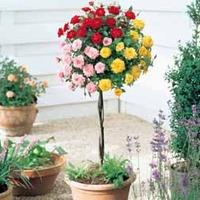 Rose \'Tricolour\' (Standard) - 2 bare root rose plants