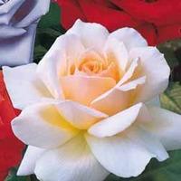 Rose \'Chandos Beauty\' - 2 bare root rose plants