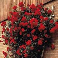 Rose \'Pauls Scarlet\' - 2 bare root rose plants