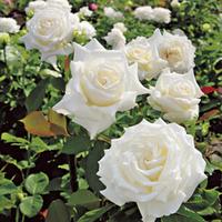 Rose \'Pope John Paul II \' - 2 bare root rose plants