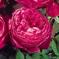 Rose \'Scented Doubles Cerise\' - 1 bare root rose plant