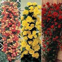 rose climbing collection climbing 6 bare root rose plants 2 ofeach var ...