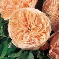 Rose \'Scented Doubles Apricot\' - 1 bare root rose plant