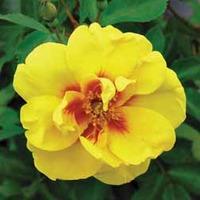 Rose \'Eye of the Tiger\' (Shrub Rose) - 1 bare root rose plant