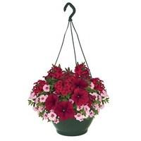 rocking red 4 pre planted hanging baskets