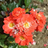 Rose \'Sunseeker\' bare root