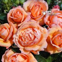 rose of the year 2014 lady marmalade bare root