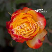 Rose \'Tequila Sunrise\' bare ro...