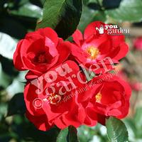 Rose \'Eternity\' bare root