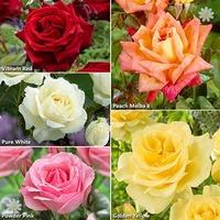 rose collection best ever 5 bush hybrid tea roses